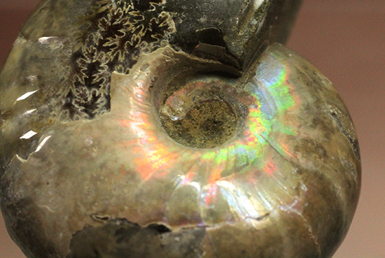 コロコロした、丸~いフォルムが魅力です!虹色に光るホワイトアンモナイト(Ammonite)(その3)