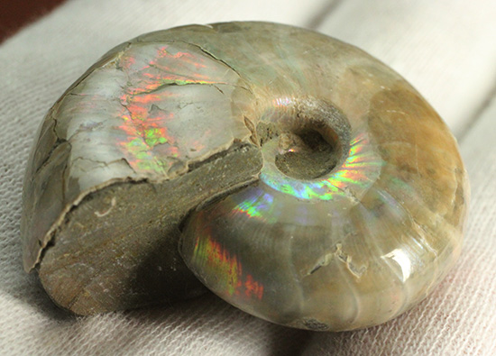コロコロした、丸~いフォルムが魅力です!虹色に光るホワイトアンモナイト(Ammonite)(その4)