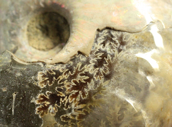 コロコロした、丸~いフォルムが魅力です!虹色に光るホワイトアンモナイト(Ammonite)(その5)