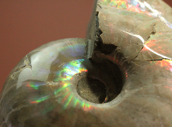 コロコロした、丸~いフォルムが魅力です!虹色に光るホワイトアンモナイト(Ammonite)(その6)