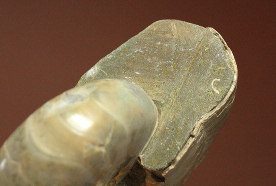 コロコロした、丸~いフォルムが魅力です!虹色に光るホワイトアンモナイト(Ammonite)(その7)