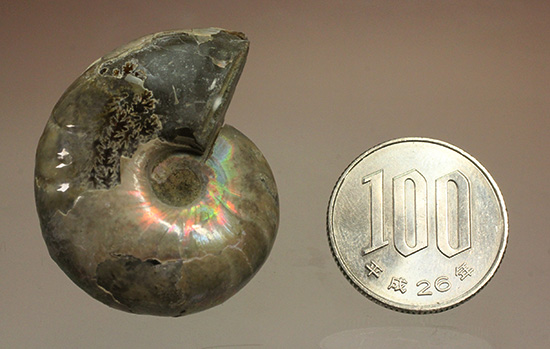 コロコロした、丸~いフォルムが魅力です!虹色に光るホワイトアンモナイト(Ammonite)(その8)