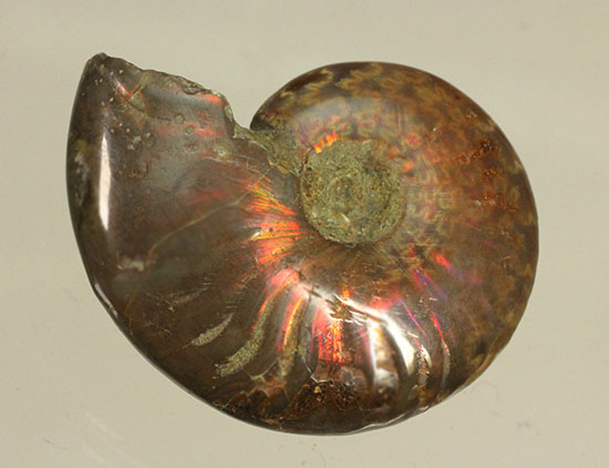 オレンジ系の暖色でほっこりする、光るアンモナイト化石(Ammonite)（その1）