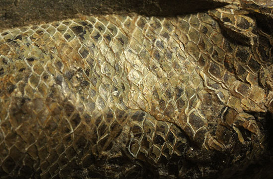 ウロコがよく保存されています！ポジ魚化石ブラジル・セアラ州産