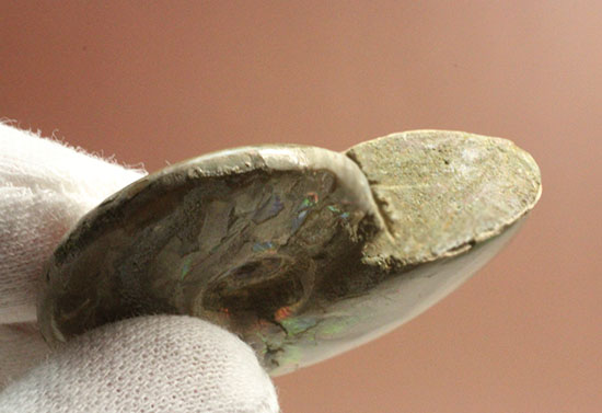 マダガスカルの海に生息していた遊色アンモナイト化石(Ammonite)(その10)