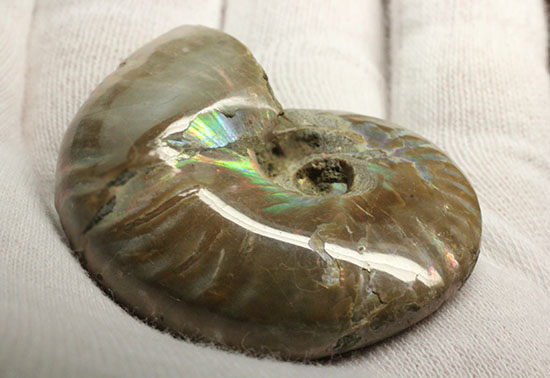 マダガスカルの海に生息していた遊色アンモナイト化石(Ammonite)(その11)