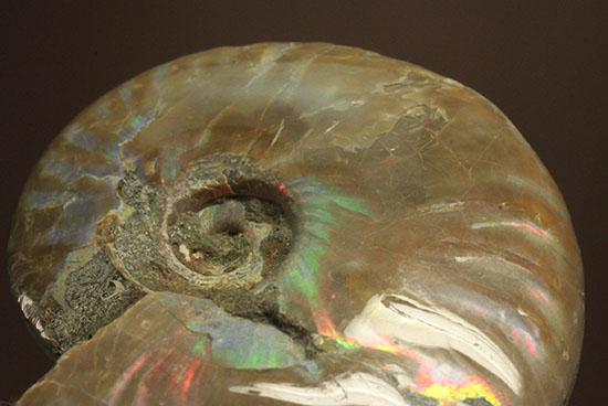 マダガスカルの海に生息していた遊色アンモナイト化石(Ammonite)(その3)