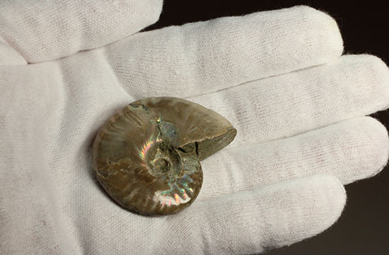 マダガスカルの海に生息していた遊色アンモナイト化石(Ammonite)(その4)
