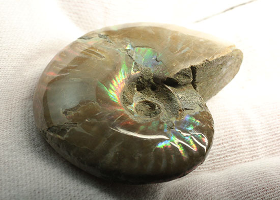 マダガスカルの海に生息していた遊色アンモナイト化石(Ammonite)（その5）