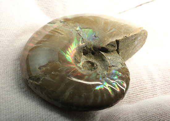 マダガスカルの海に生息していた遊色アンモナイト化石(Ammonite)(その5)