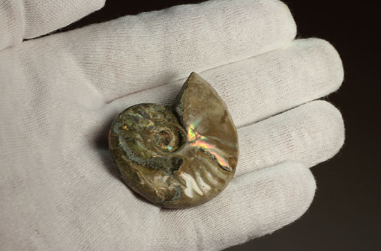 マダガスカルの海に生息していた遊色アンモナイト化石(Ammonite)(その6)
