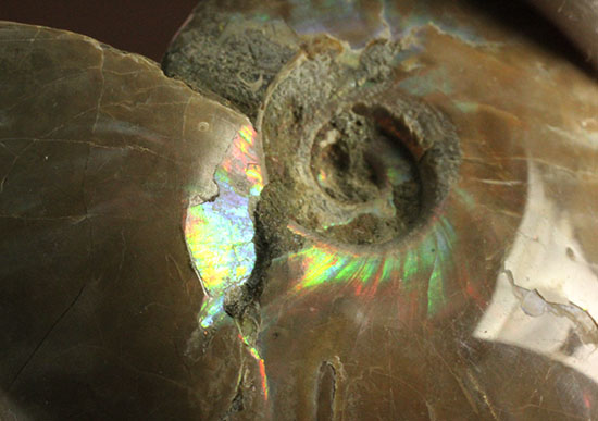 マダガスカルの海に生息していた遊色アンモナイト化石(Ammonite)(その9)