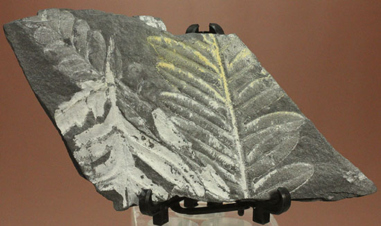 およそ3億年前のシダ植物化石(Fern)(その1)