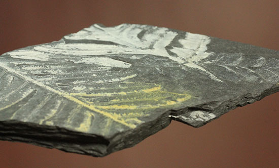 およそ３億年前のシダ植物化石(Fern)（その11）