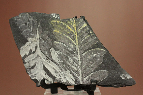 およそ3億年前のシダ植物化石(Fern)(その13)