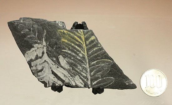 およそ３億年前のシダ植物化石(Fern)（その14）