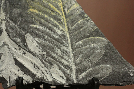 およそ3億年前のシダ植物化石(Fern)(その2)