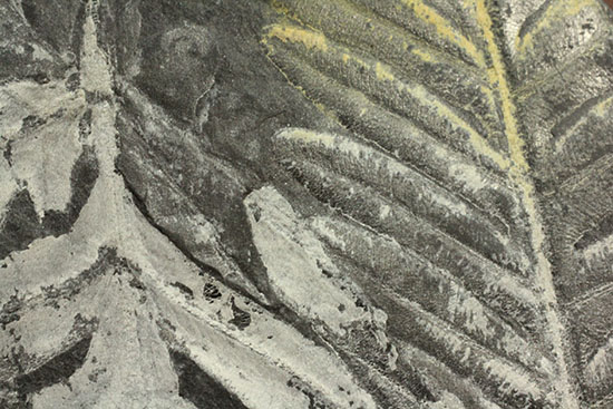 およそ３億年前のシダ植物化石(Fern)（その3）