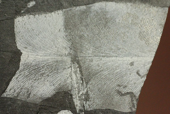 およそ３億年前のシダ植物化石(Fern)（その6）