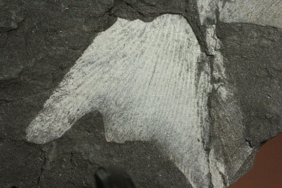およそ３億年前のシダ植物化石(Fern)（その7）