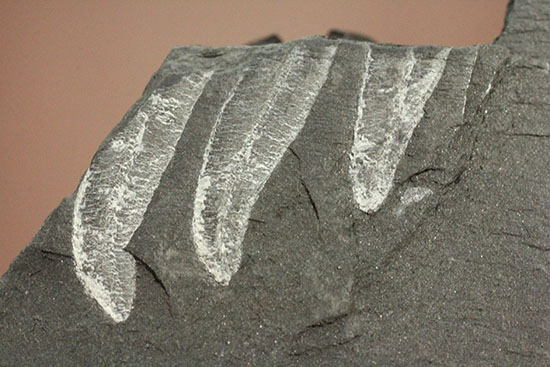 およそ３億年前のシダ植物化石(Fern)（その8）