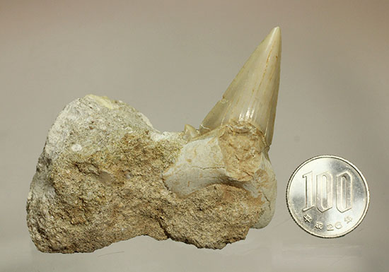 シワ模様が保存された、古代ザメの歯化石オトダス(Otodus obliqqus)（その10）