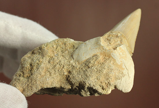 古代ザメの歯化石オトダス(Otodus obliqqus)