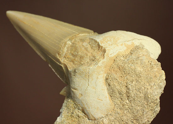 シワ模様が保存された、古代ザメの歯化石オトダス(Otodus obliqqus)（その3）
