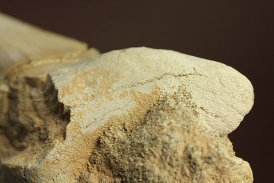 シワ模様が保存された、古代ザメの歯化石オトダス(Otodus obliqqus)（その5）