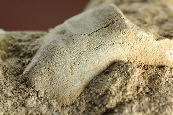 シワ模様が保存された、古代ザメの歯化石オトダス(Otodus obliqqus)（その6）