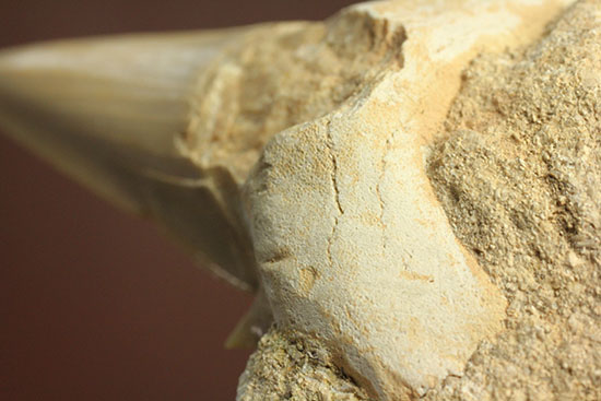 シワ模様が保存された、古代ザメの歯化石オトダス(Otodus obliqqus)（その7）