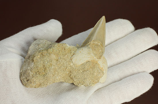 シワ模様が保存された、古代ザメの歯化石オトダス(Otodus obliqqus)（その8）