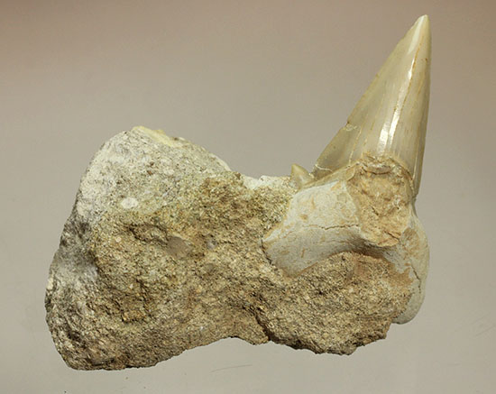 シワ模様が保存された、古代ザメの歯化石オトダス(Otodus obliqqus)（その9）