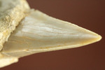 シワ模様が保存された、古代ザメの歯化石オトダス(Otodus obliqqus)
