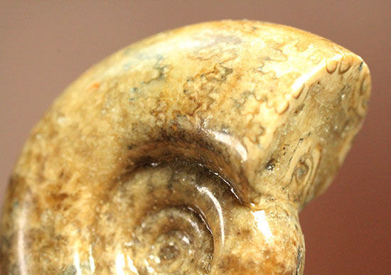 巻きがキレイ！北海道産アンモナイト２個セット(Ammonite)（その8）
