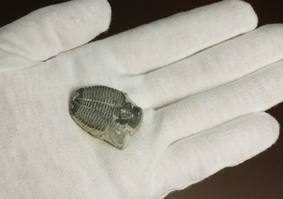アメリカ産初期の三葉虫、エルラシア(その2)