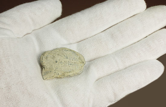 アメリカ産初期の三葉虫、エルラシア(その3)