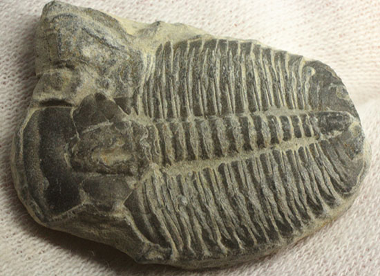 アメリカ産初期の三葉虫、エルラシア(その4)