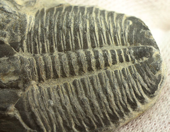 アメリカ産初期の三葉虫、エルラシア(その5)