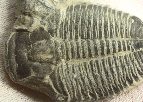 アメリカ産初期の三葉虫、エルラシア(その6)