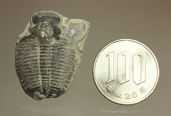 アメリカ産初期の三葉虫、エルラシア/古生代カンブリア紀