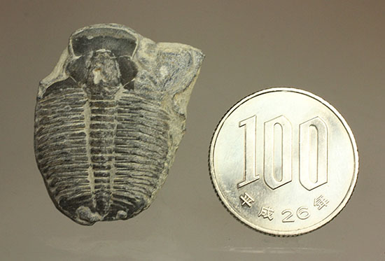 アメリカ産初期の三葉虫、エルラシア(その7)