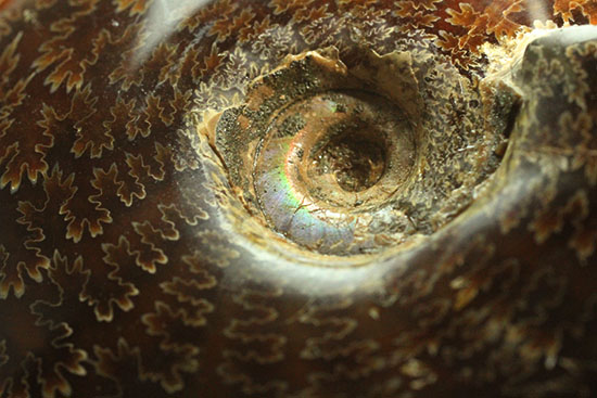縫合線模様が主役の、全面縫合線アンモナイト(Ammonite)(その10)