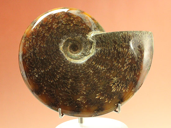 縫合線模様が主役の、全面縫合線アンモナイト(Ammonite)(その11)