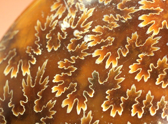 縫合線模様が主役の、全面縫合線アンモナイト(Ammonite)(その12)