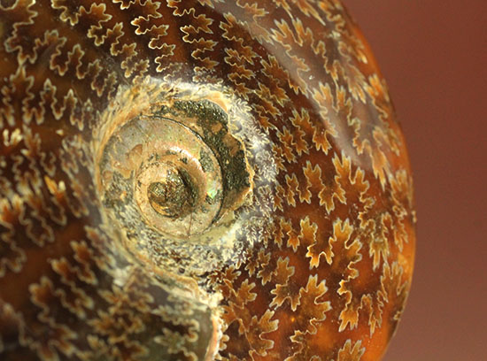 縫合線模様が主役の、全面縫合線アンモナイト(Ammonite)