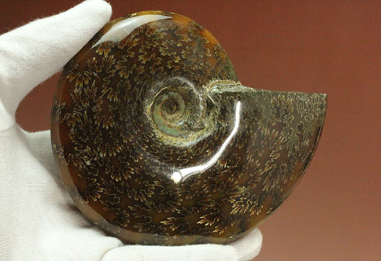 縫合線模様が主役の、全面縫合線アンモナイト(Ammonite)(その14)