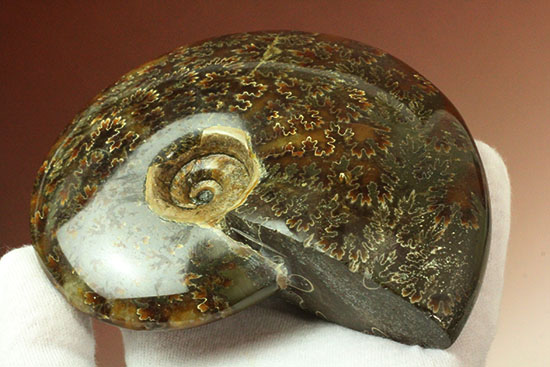 縫合線模様が主役の、全面縫合線アンモナイト(Ammonite)（その15）