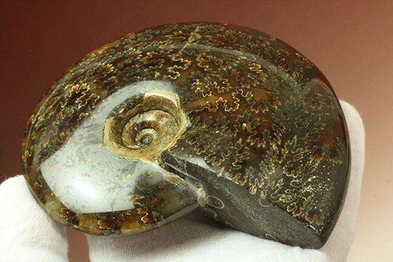 縫合線模様が主役の、全面縫合線アンモナイト(Ammonite)(その15)