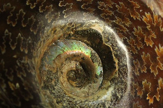 縫合線模様が主役の、全面縫合線アンモナイト(Ammonite)(その16)